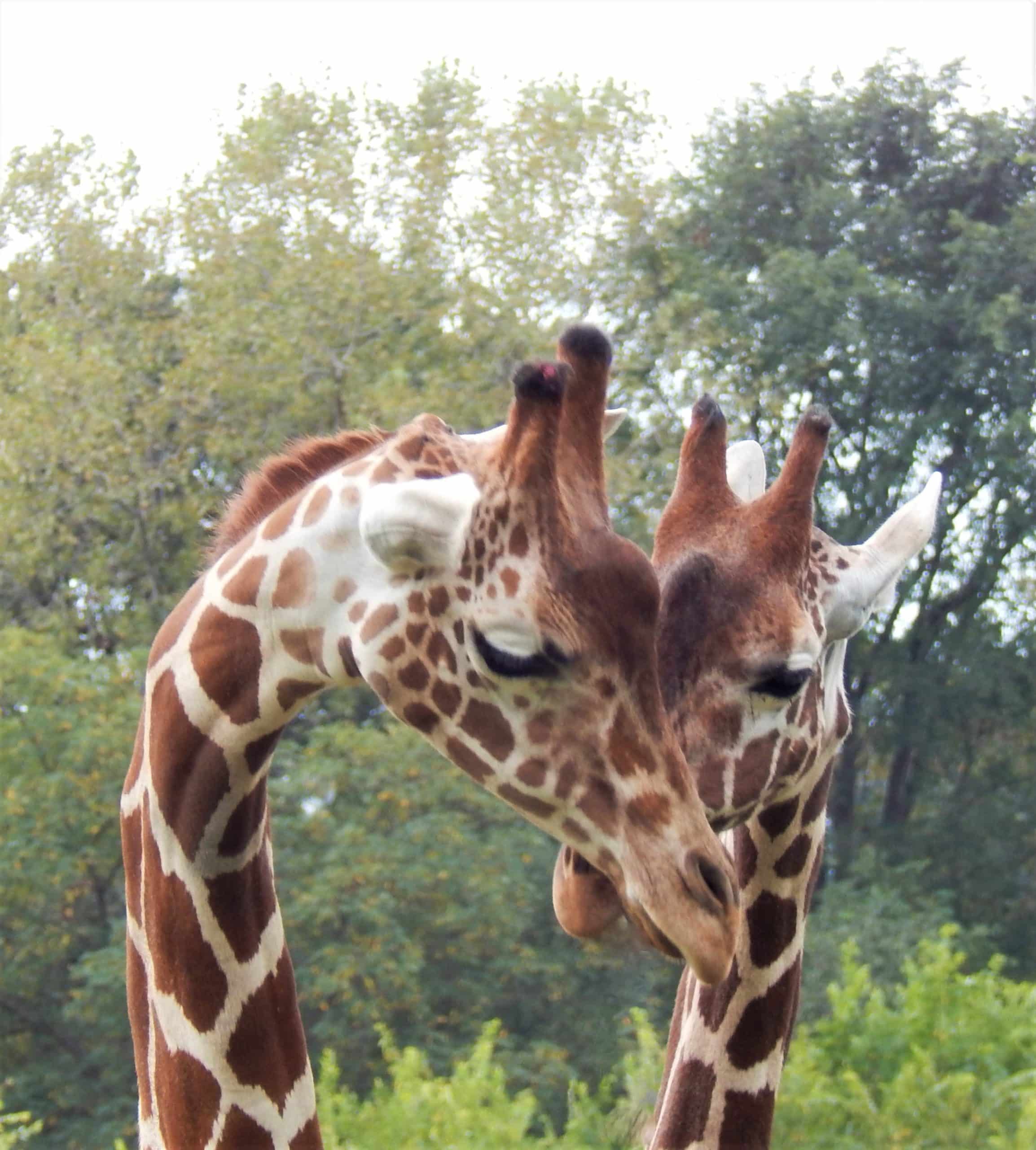 Giraffe - Timbavati Wildlife Park