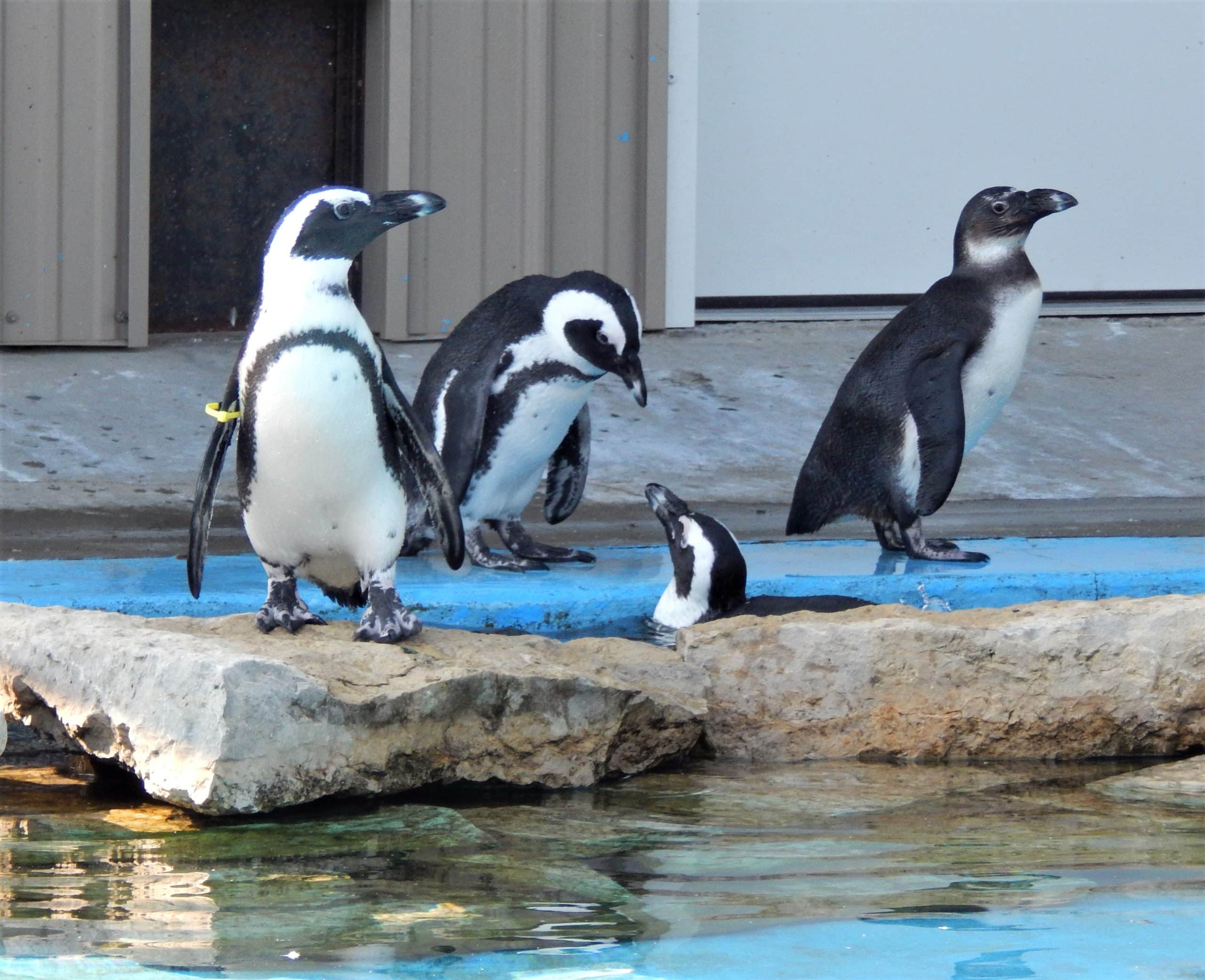African Penguin