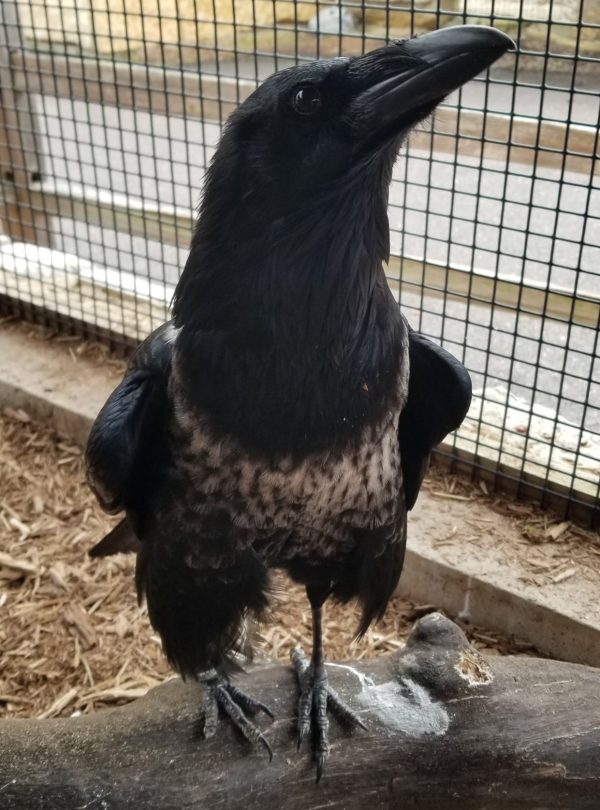 African Raven Timbavati Wildlife Park