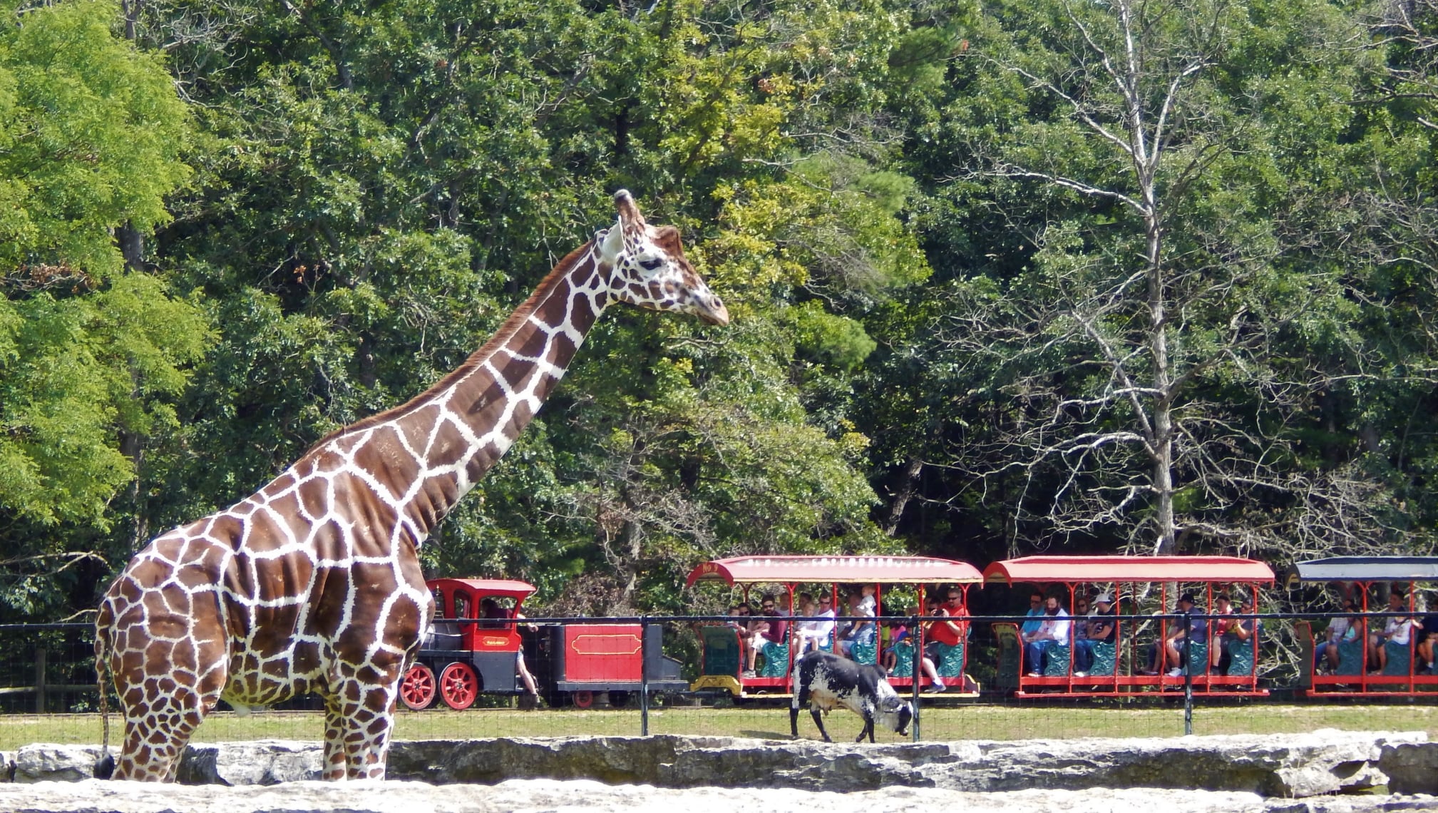 safari zoo uniejow