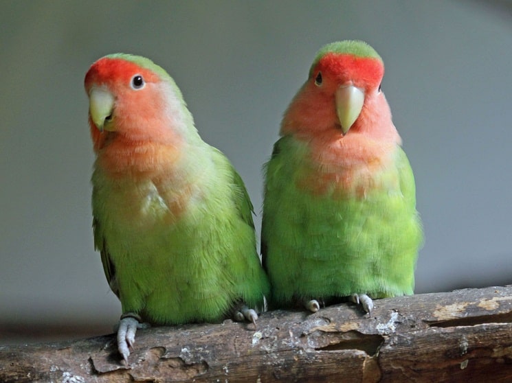 Lovebird