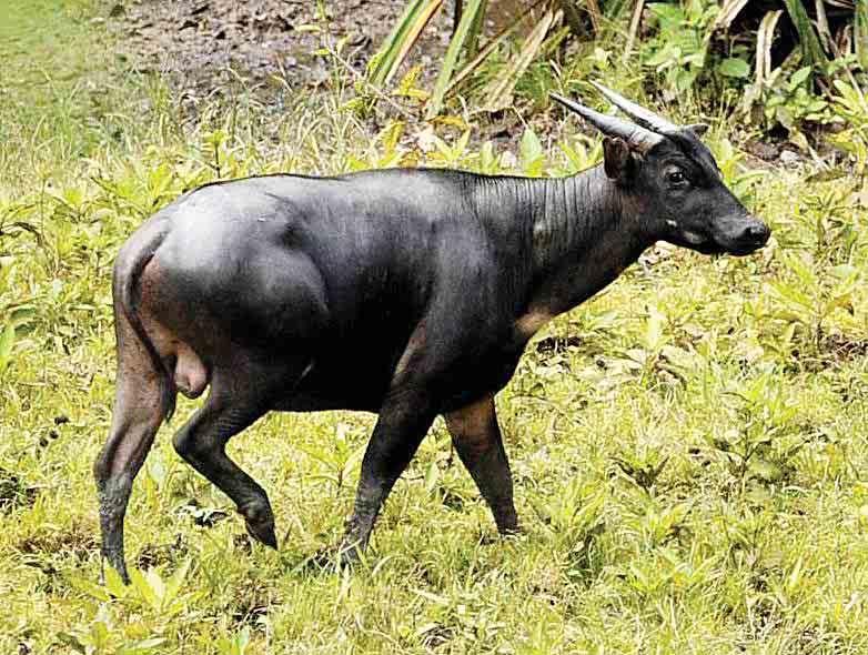 Anoa