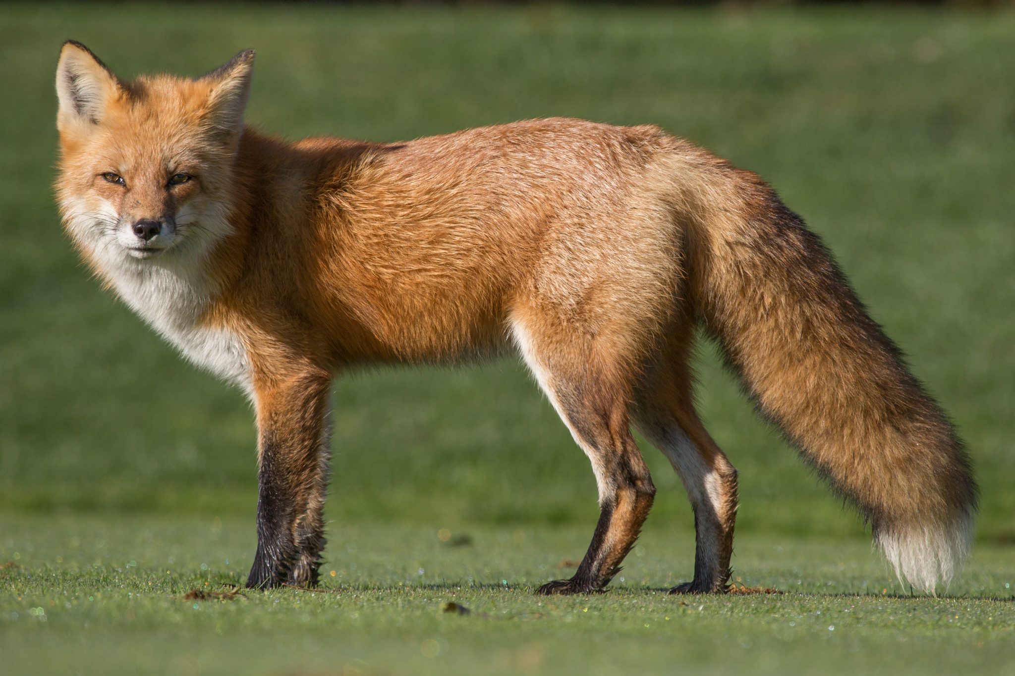 Red Fox