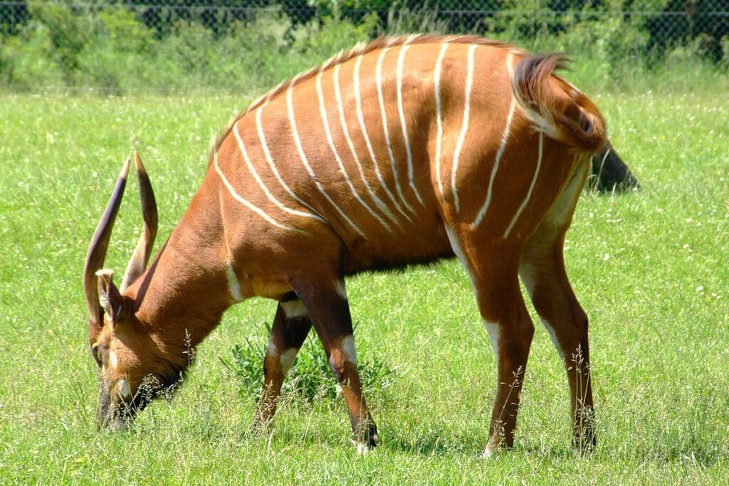 Bongo