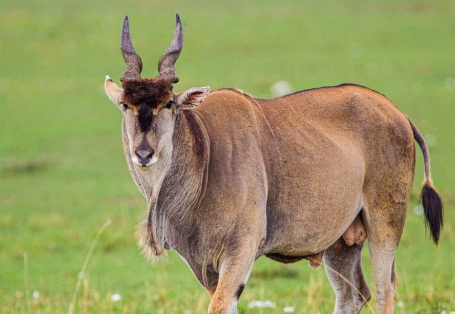 Eland