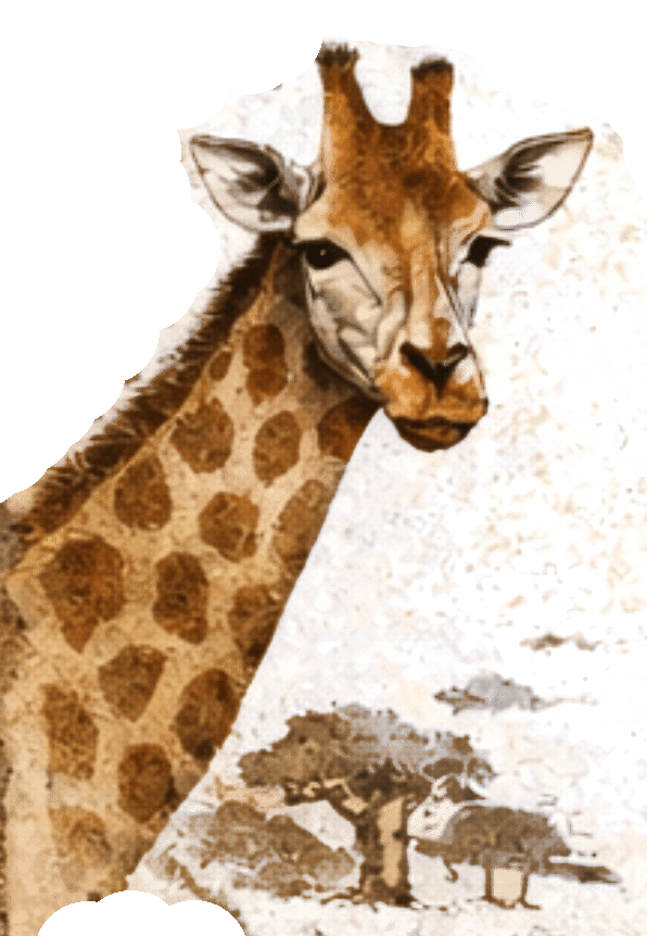 Drawing of a Giraffe head