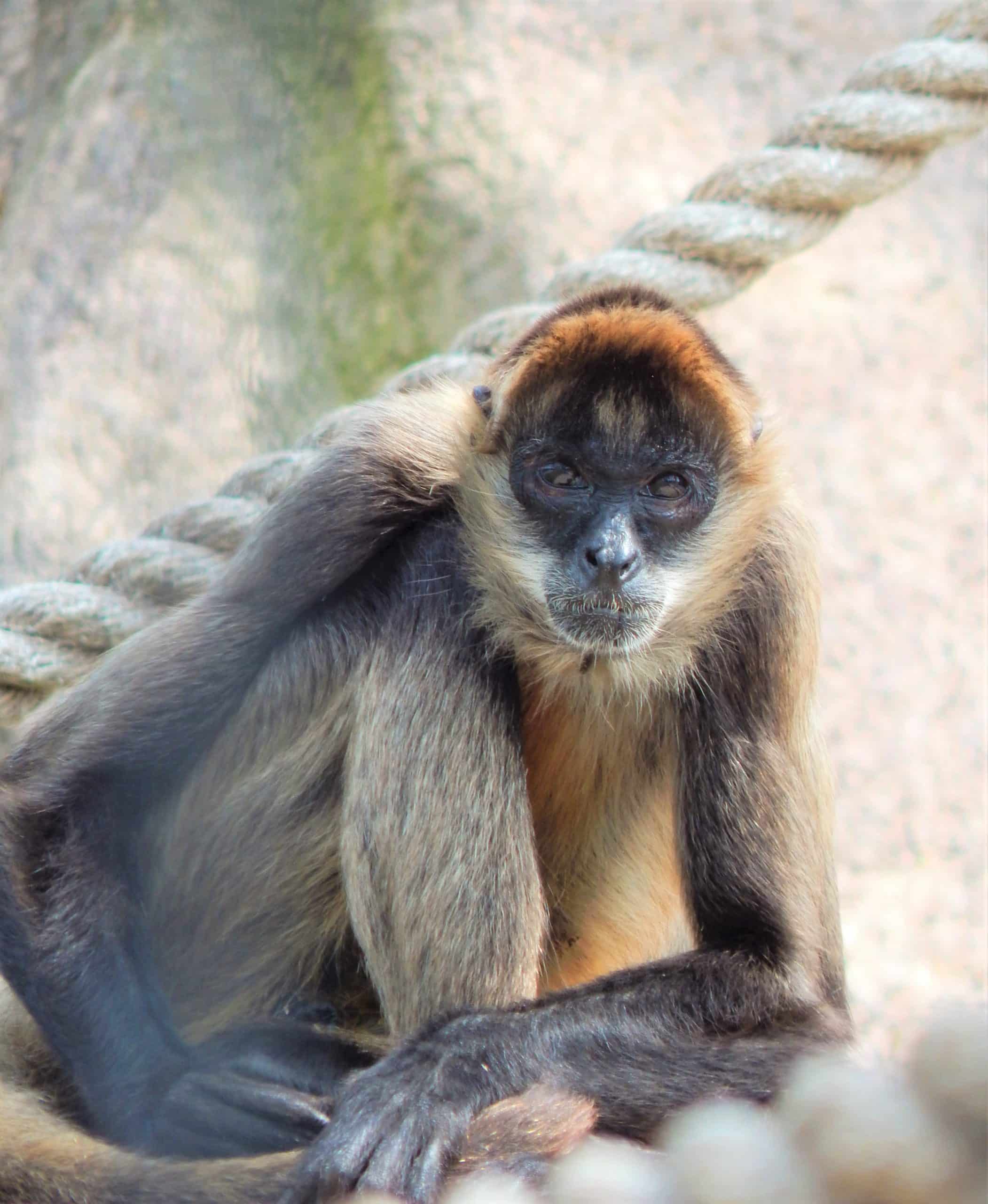Spider monkeys, facts and photos