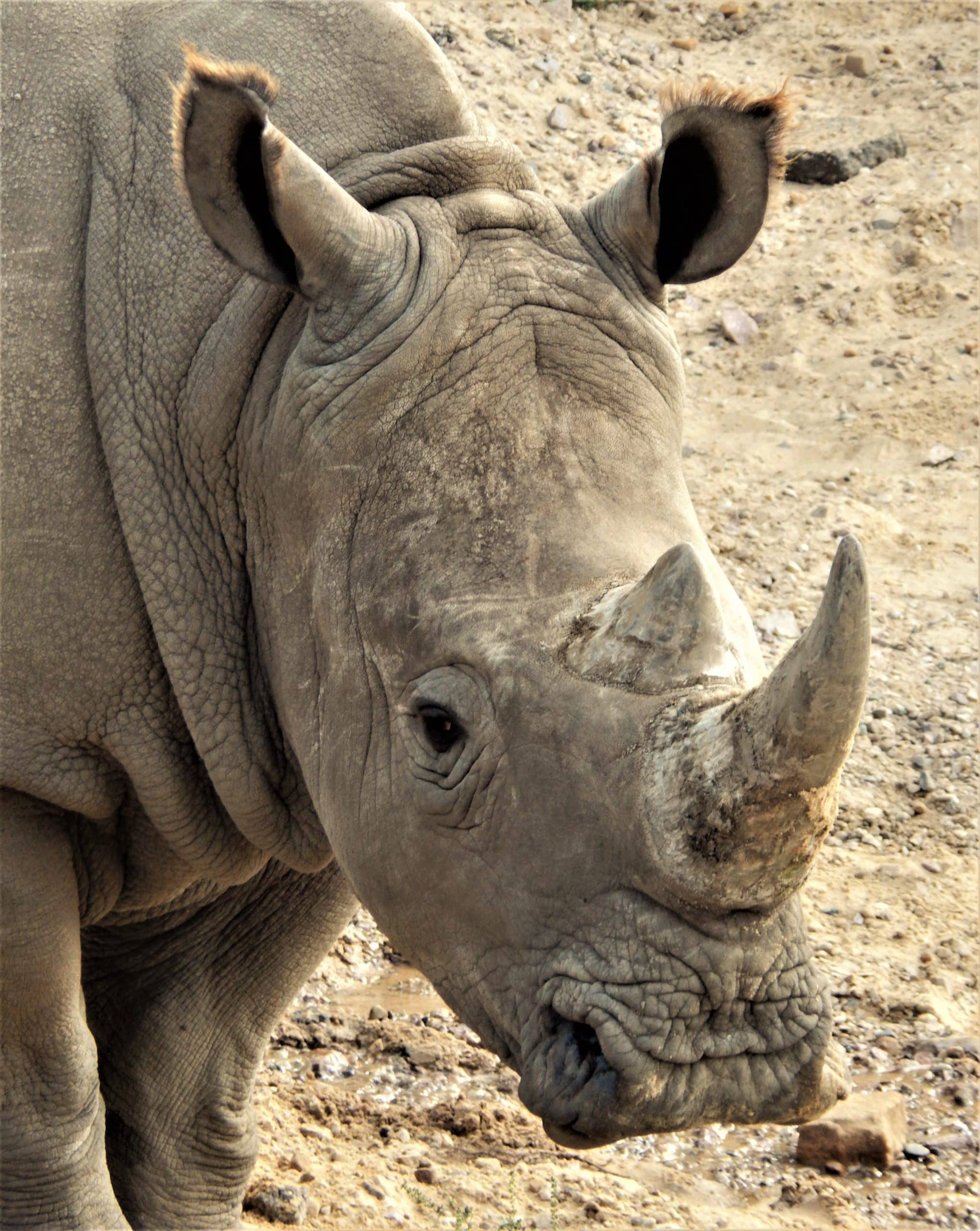White Rhinoceros - Timbavati Wildlife Park