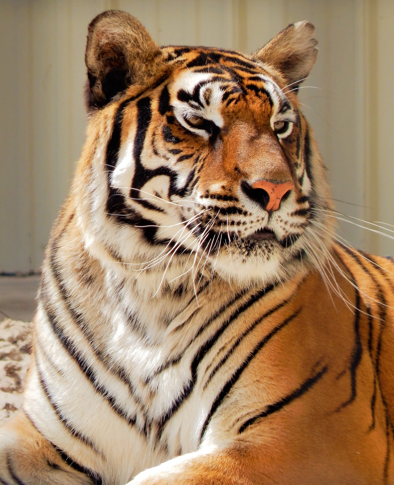 Bengal Tiger - Timbavati Wildlife Park